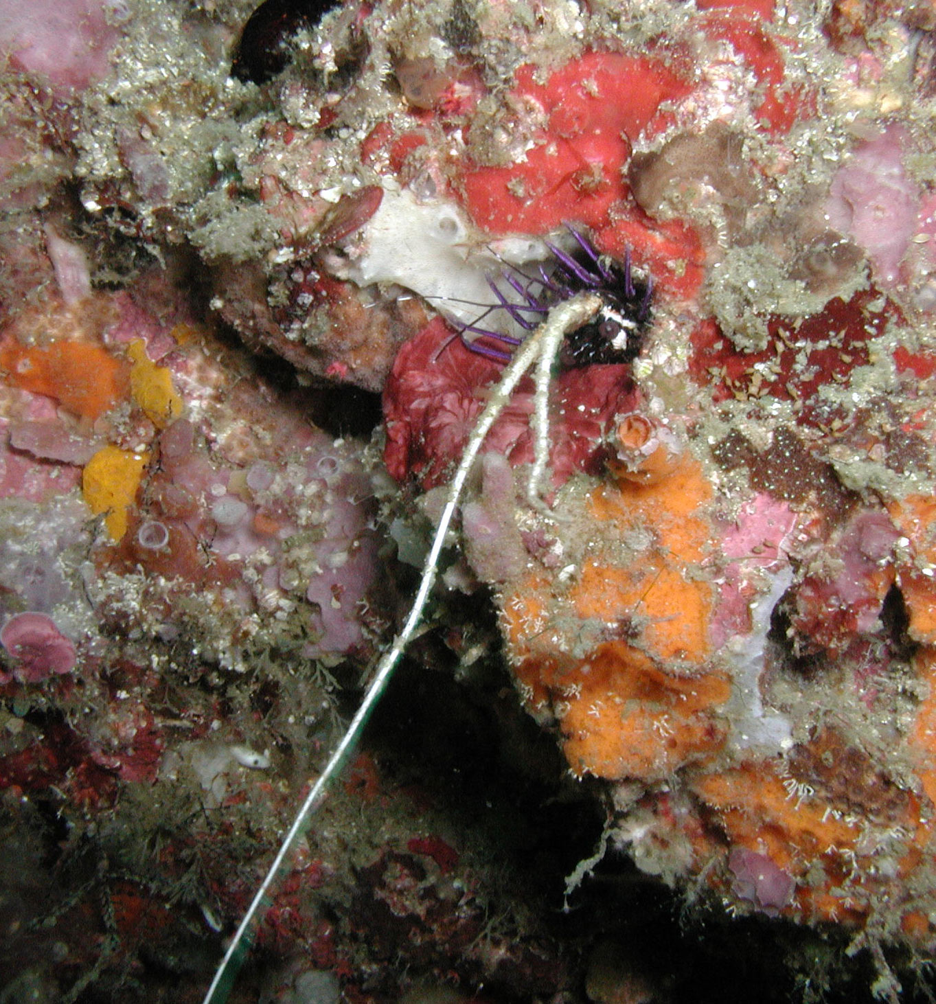 Loimia medusa Loimia medusa