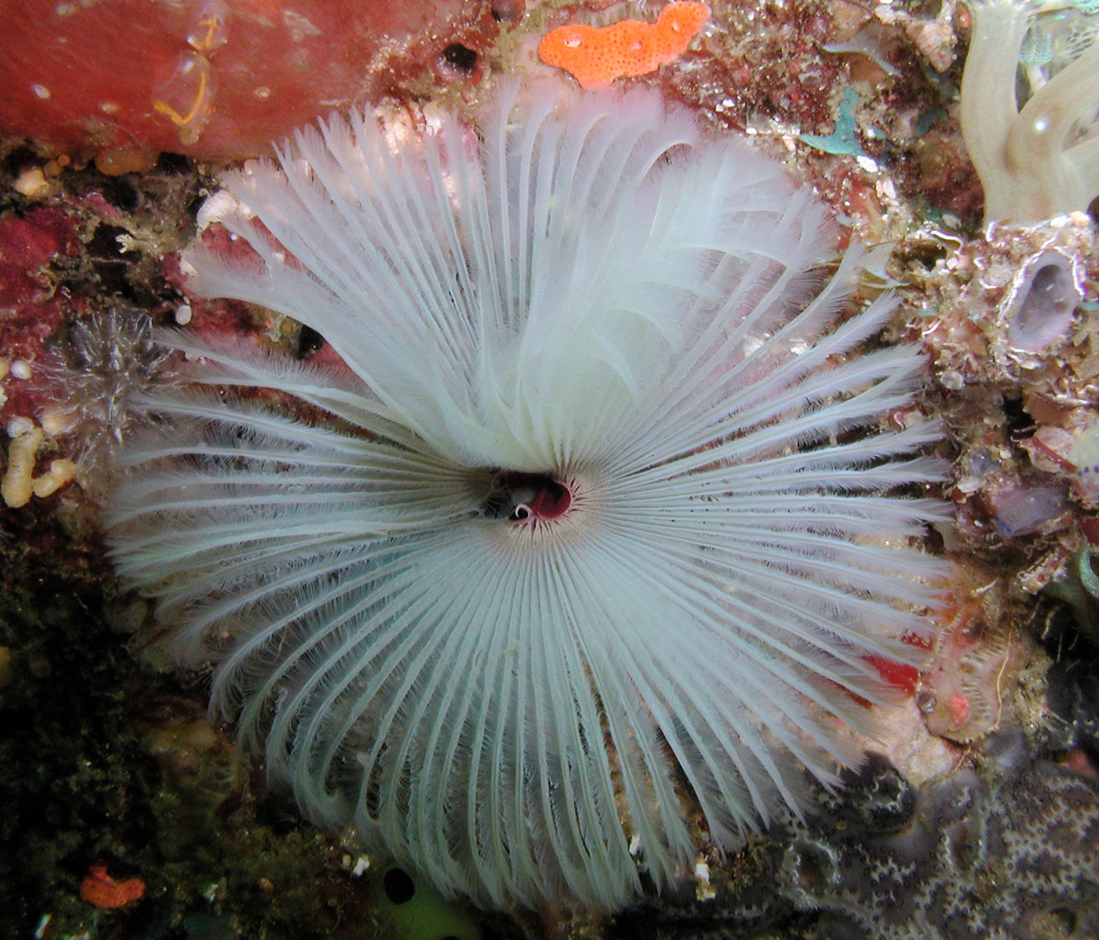 Polychaete 1 Polychaete 1