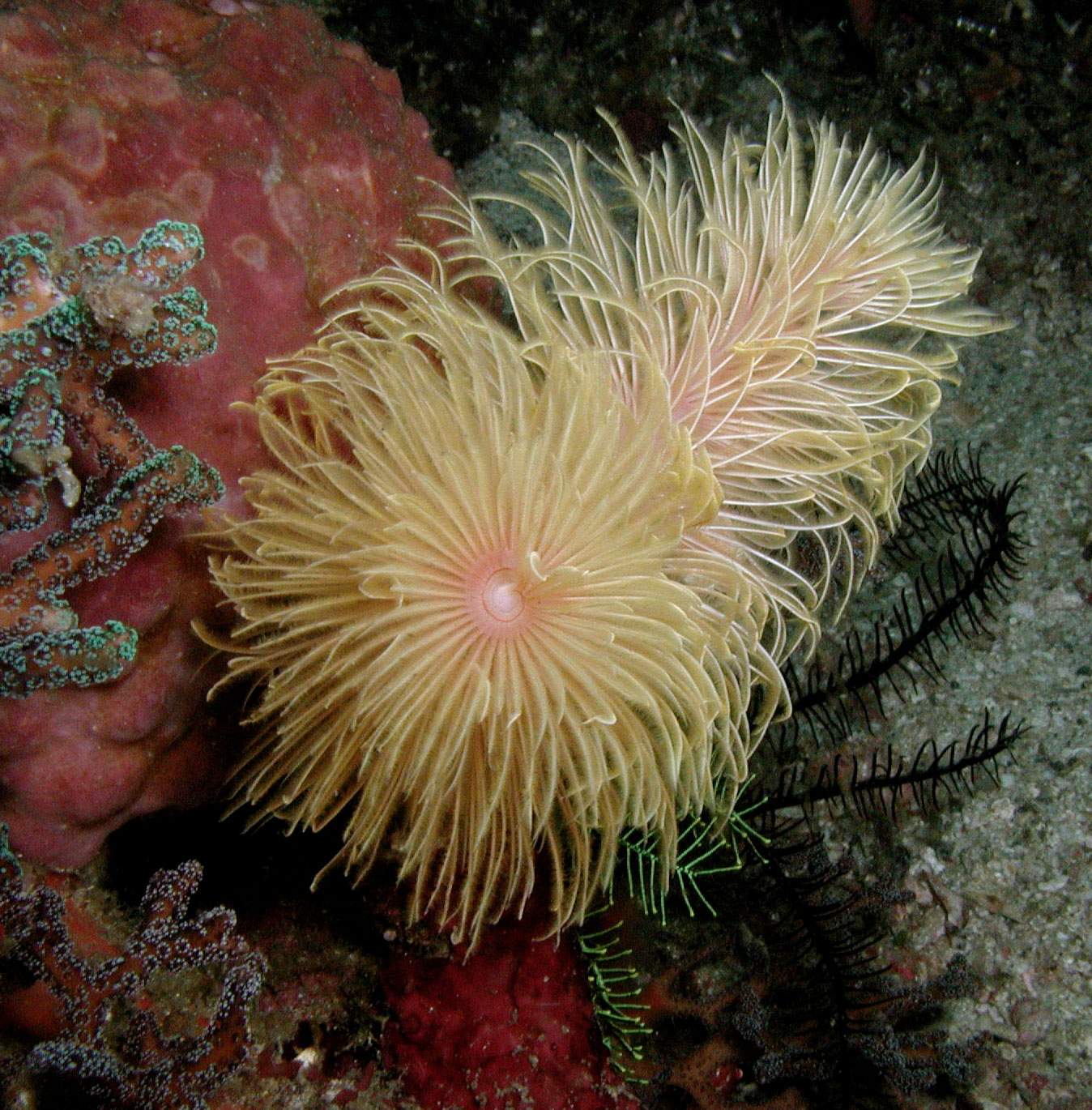 Polychaete 2 Polychaete 2