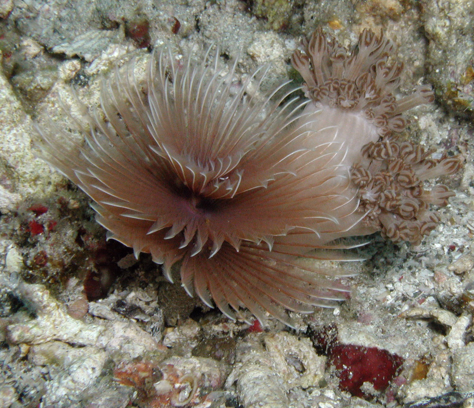 Polychaete 3a Polychaete 3a