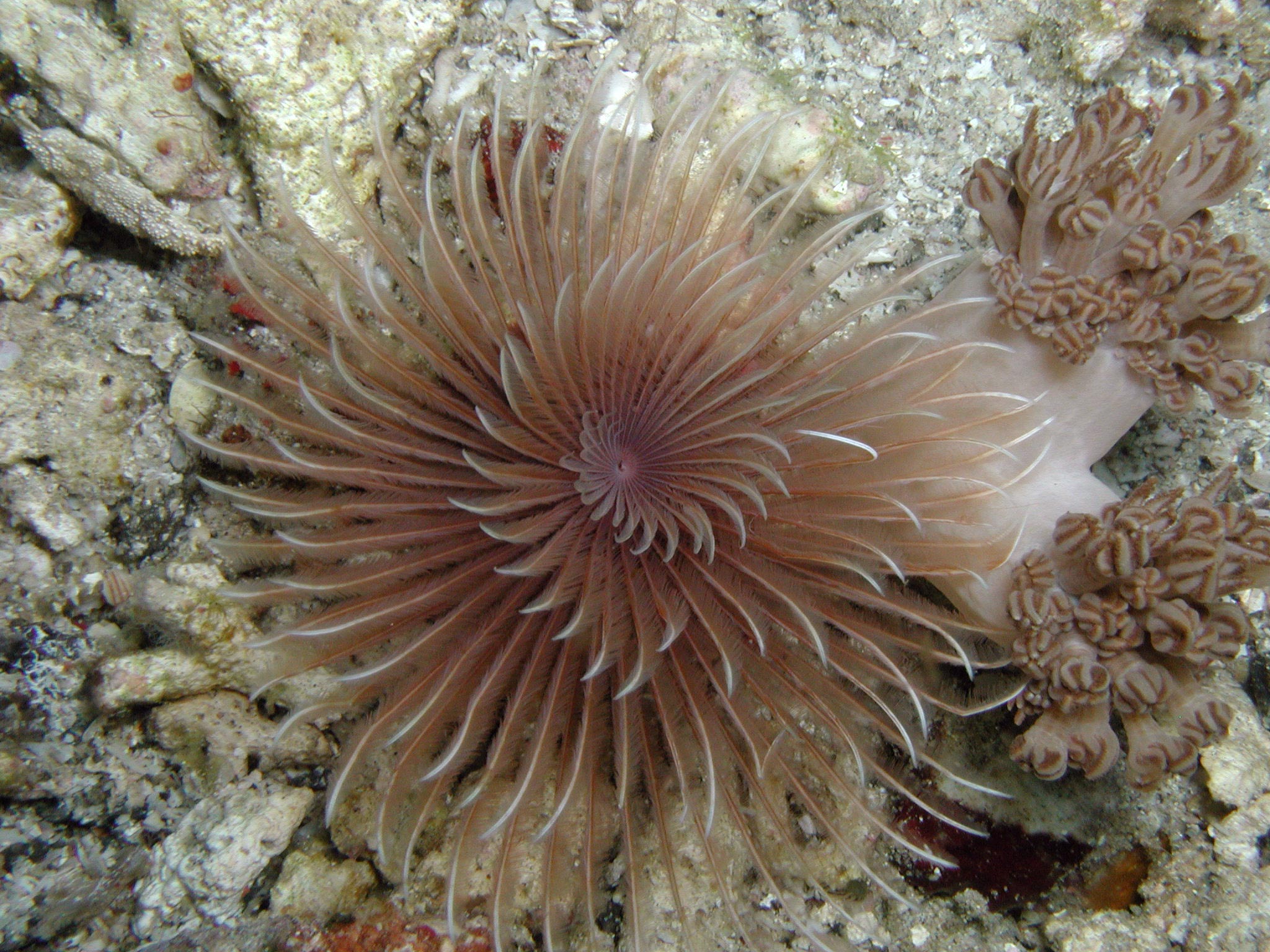 Polychaete 3b Polychaete 3b