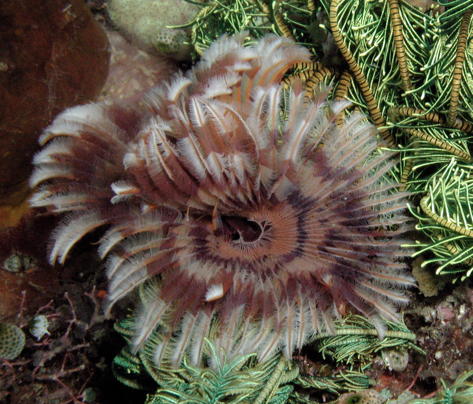 Polychaete 4 Polychaete 4