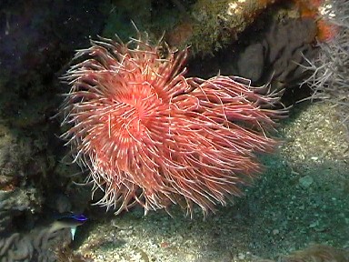 Polychaete 5 Video Polychaete 5 WMV Video